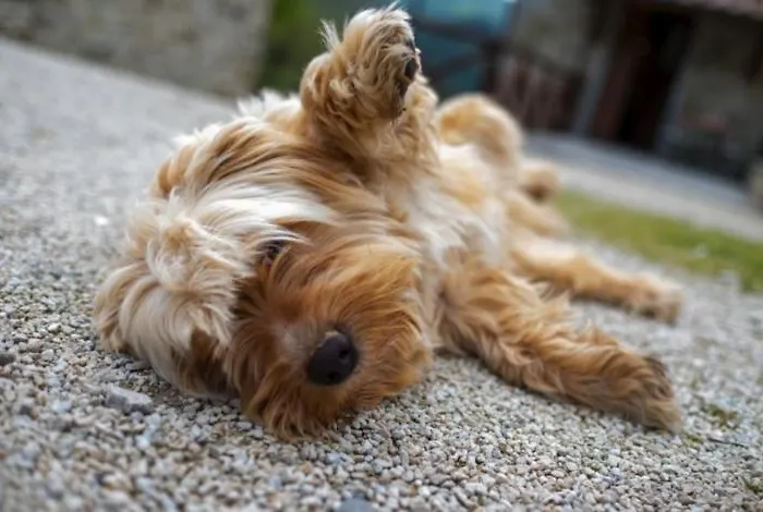 Casenuove Отель типа 