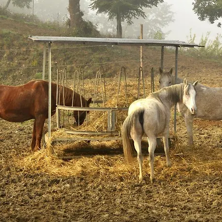 Bed & Breakfast Agriturismo Casenuove *