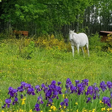住宿加早餐酒店 Casenuove