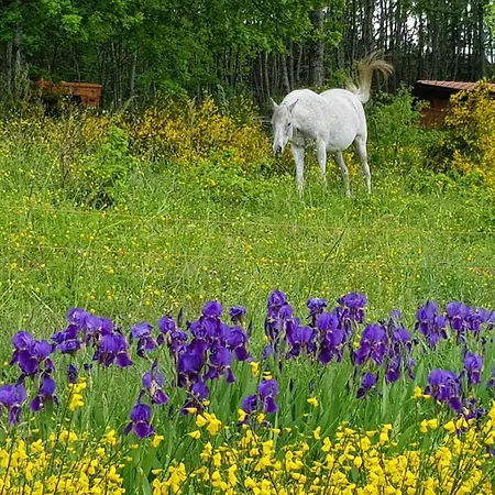 Agriturismo Casenuove *
